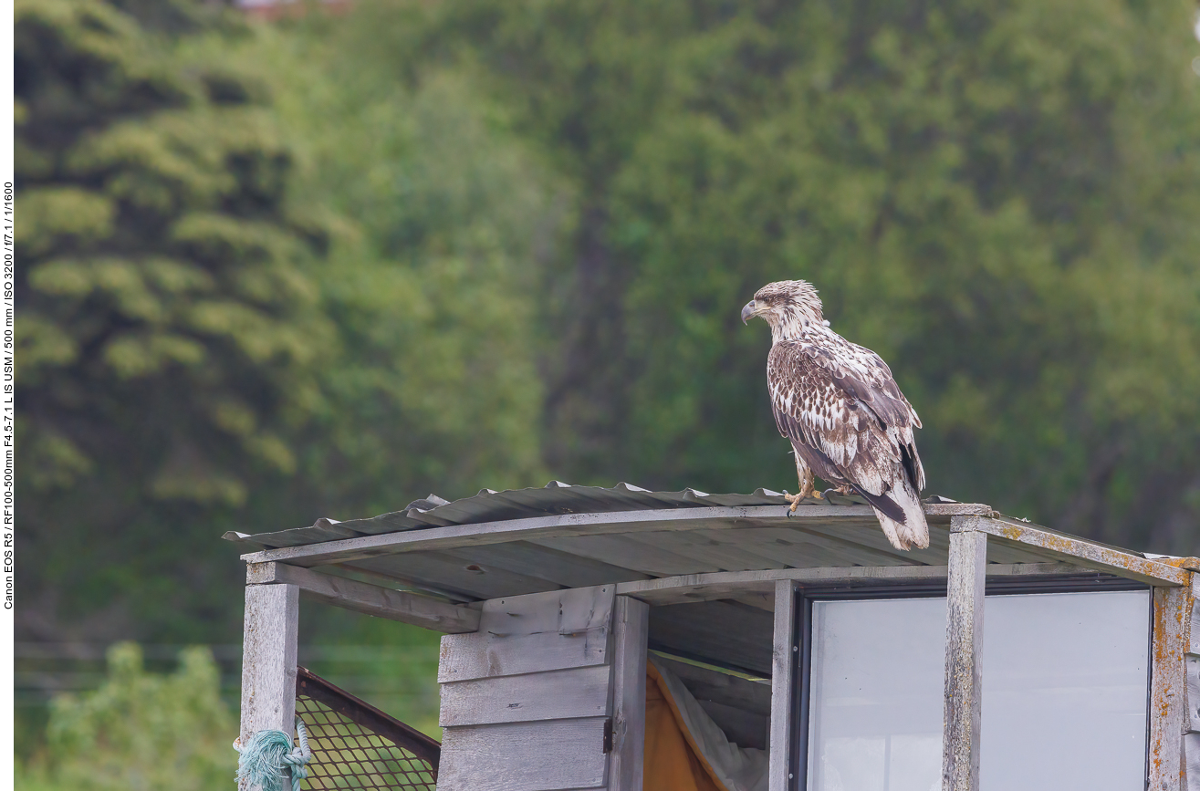 Junger Weißkopfseeadler