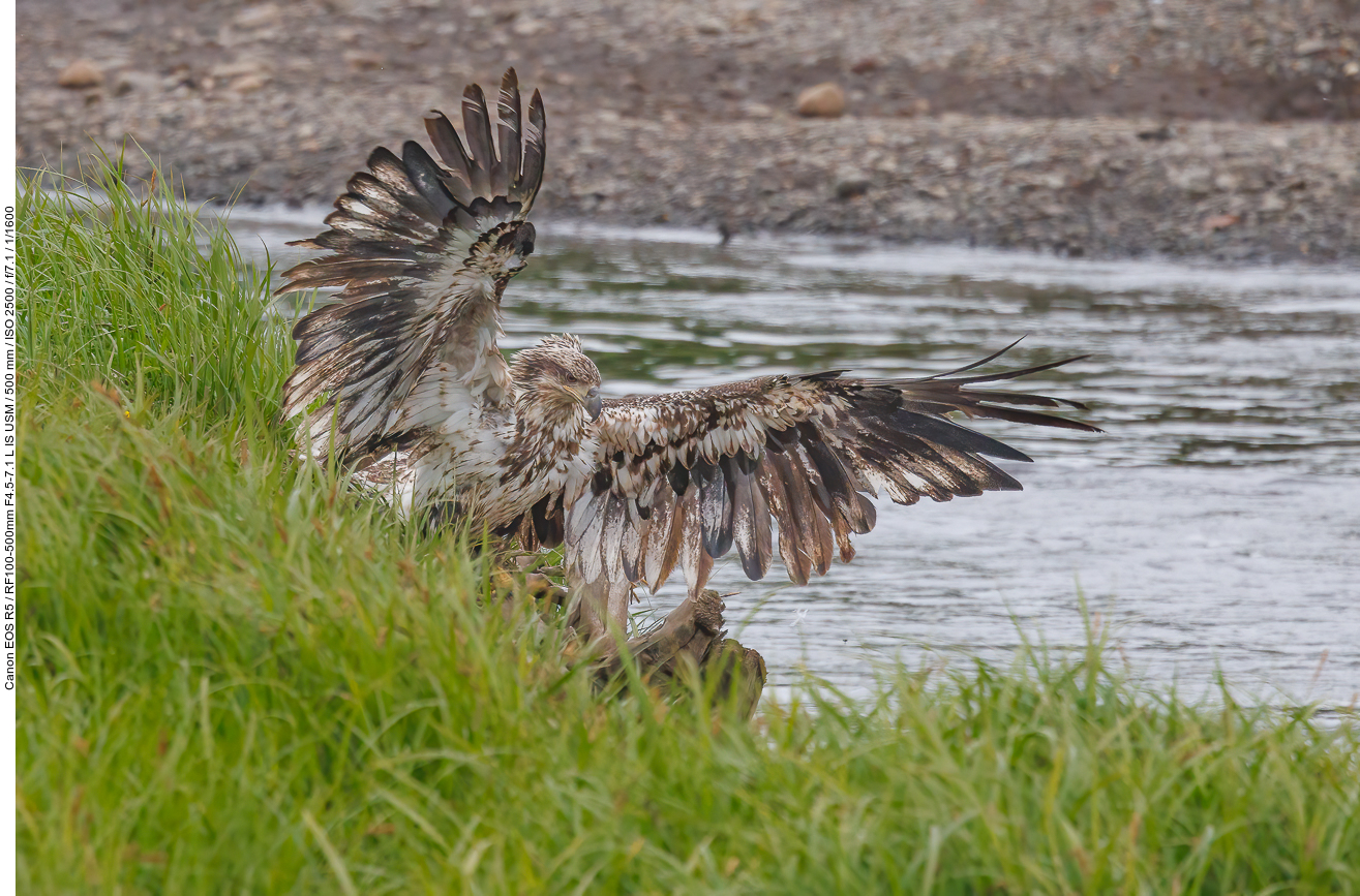 Junger Weißkopfseeadler