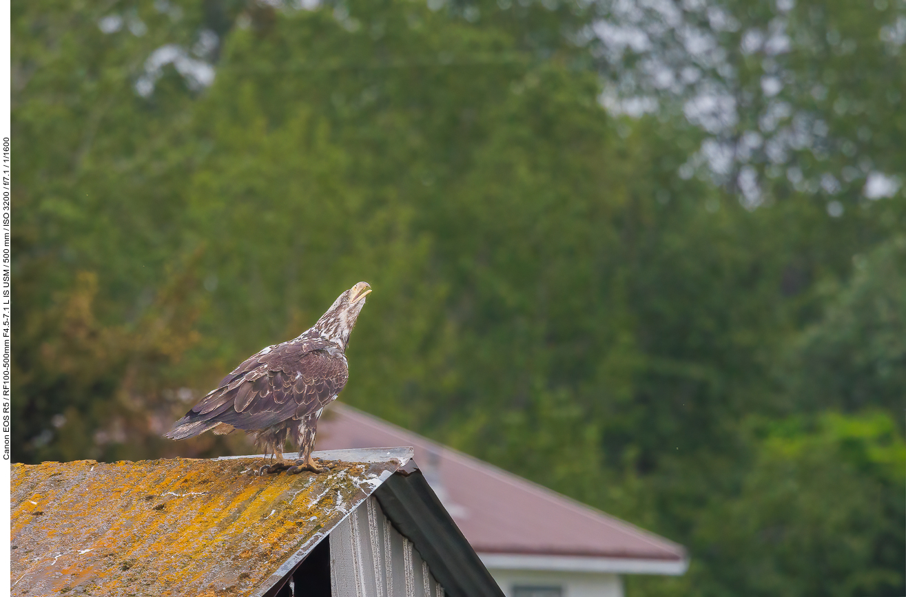 Junger Weißkopfseeadler