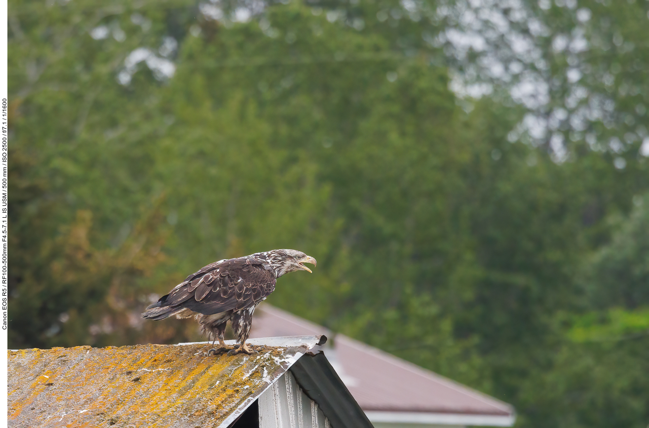 Junger Weißkopfseeadler