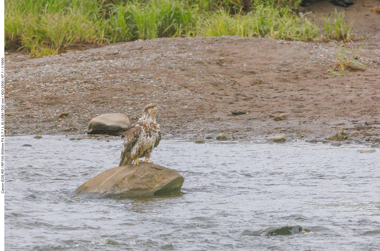 Junger Weißkopfseeadler