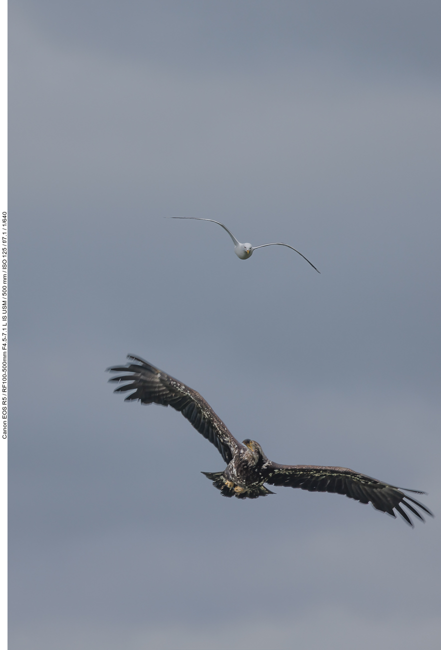 Da die Elchkuh geflüchtet ist (nicht wegen uns), beobachten wir zunächst wie eine freche Möwe einen jungen Weißkopfseeadler vertreibt
