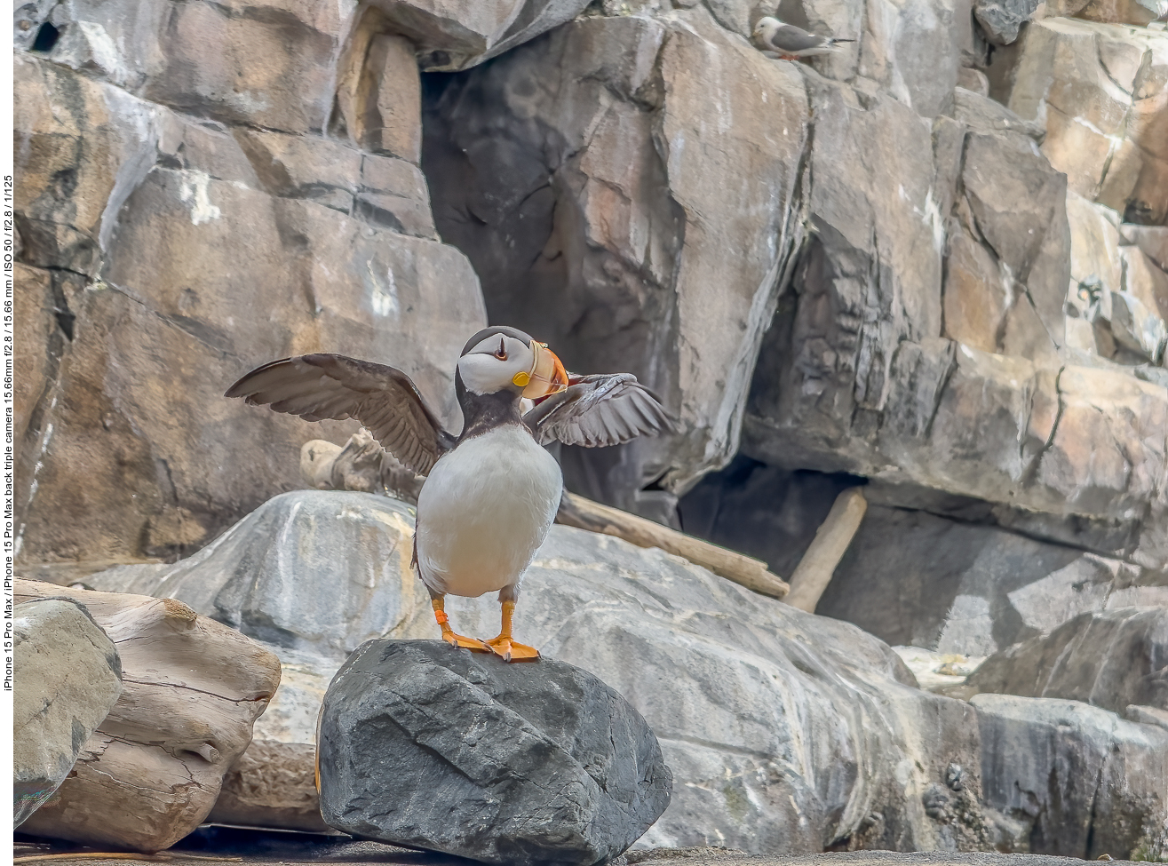 Papageientaucher (Puffin) [Fratercula arctica]