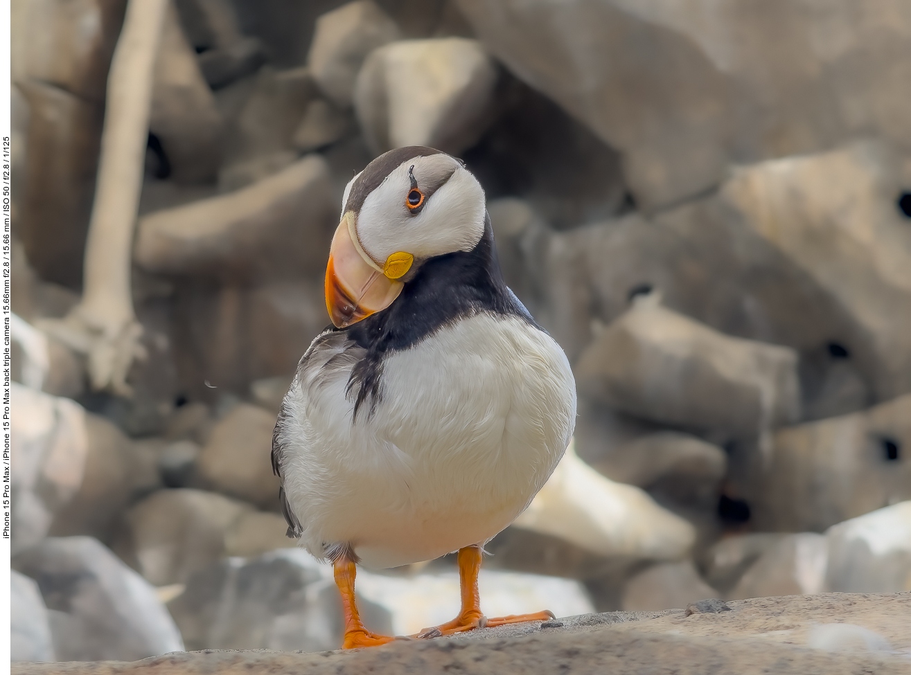 Papageientaucher (Puffin) [Fratercula arctica]