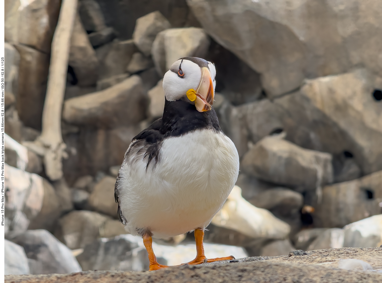 Papageientaucher (Puffin) [Fratercula arctica]