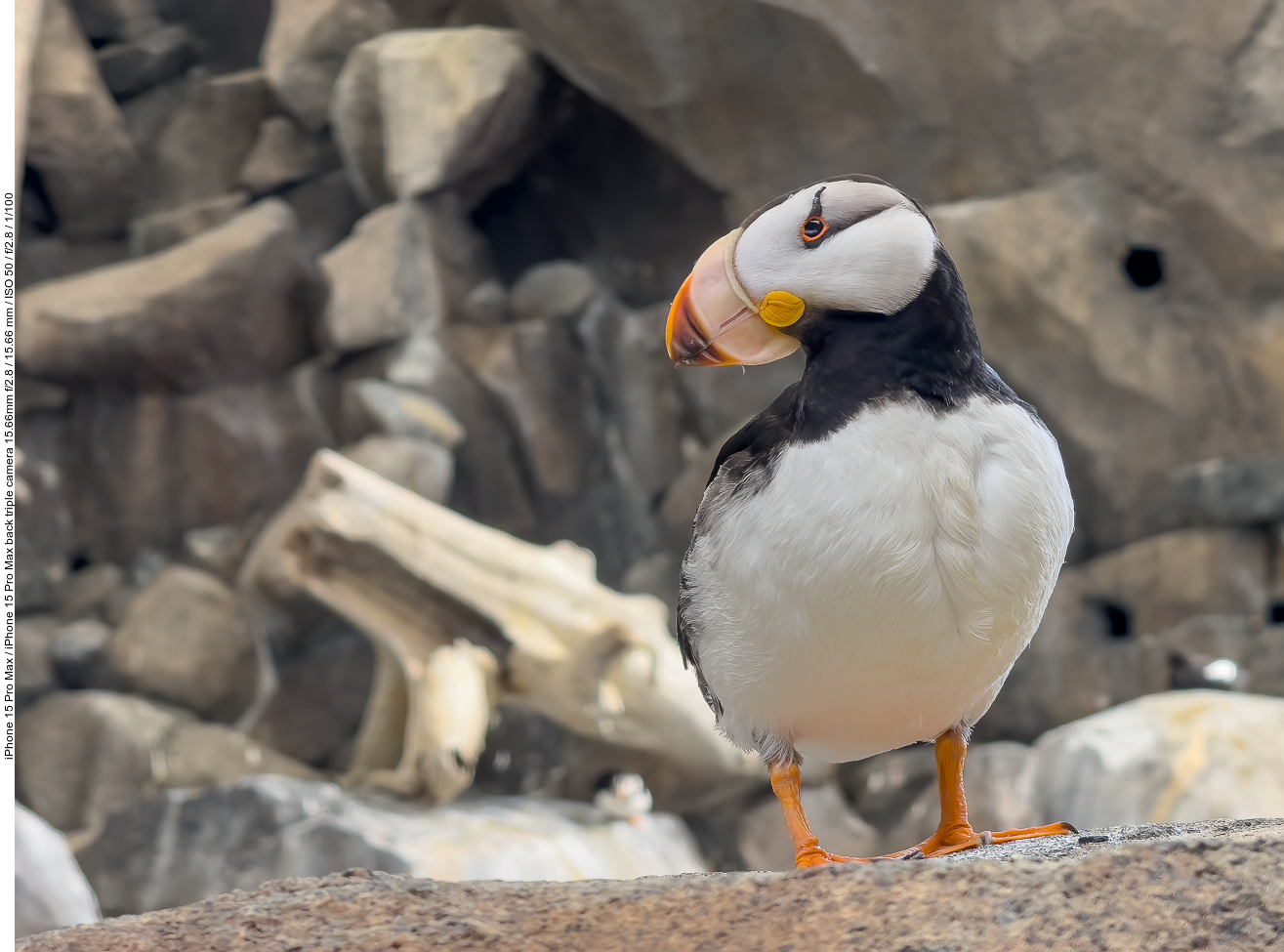 Papageientaucher (Puffin) [Fratercula arctica]