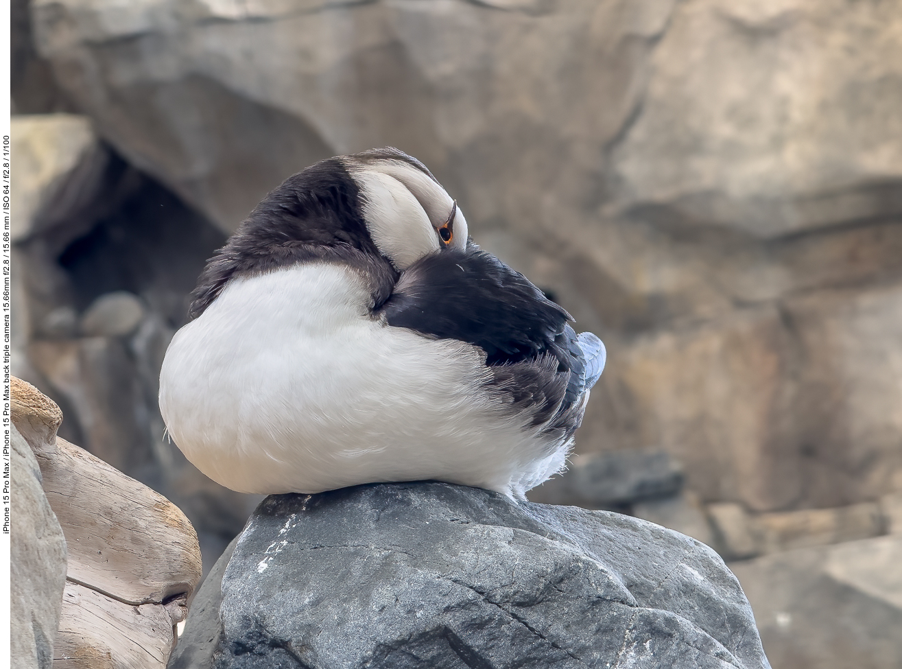 Papageientaucher (Puffin) [Fratercula arctica]