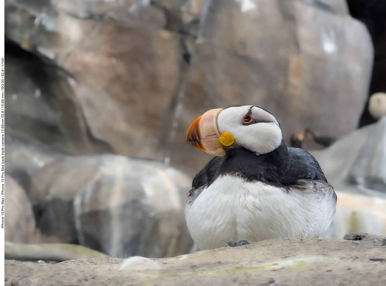 Papageientaucher (Puffin) [Fratercula arctica]