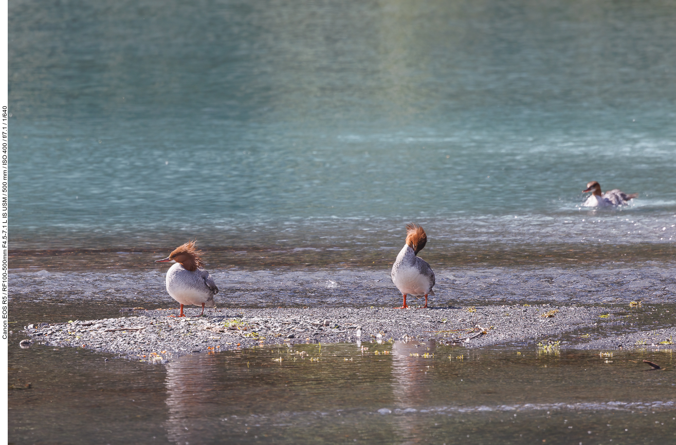 Gänsesäger (Goosander) [Mergus merganser]