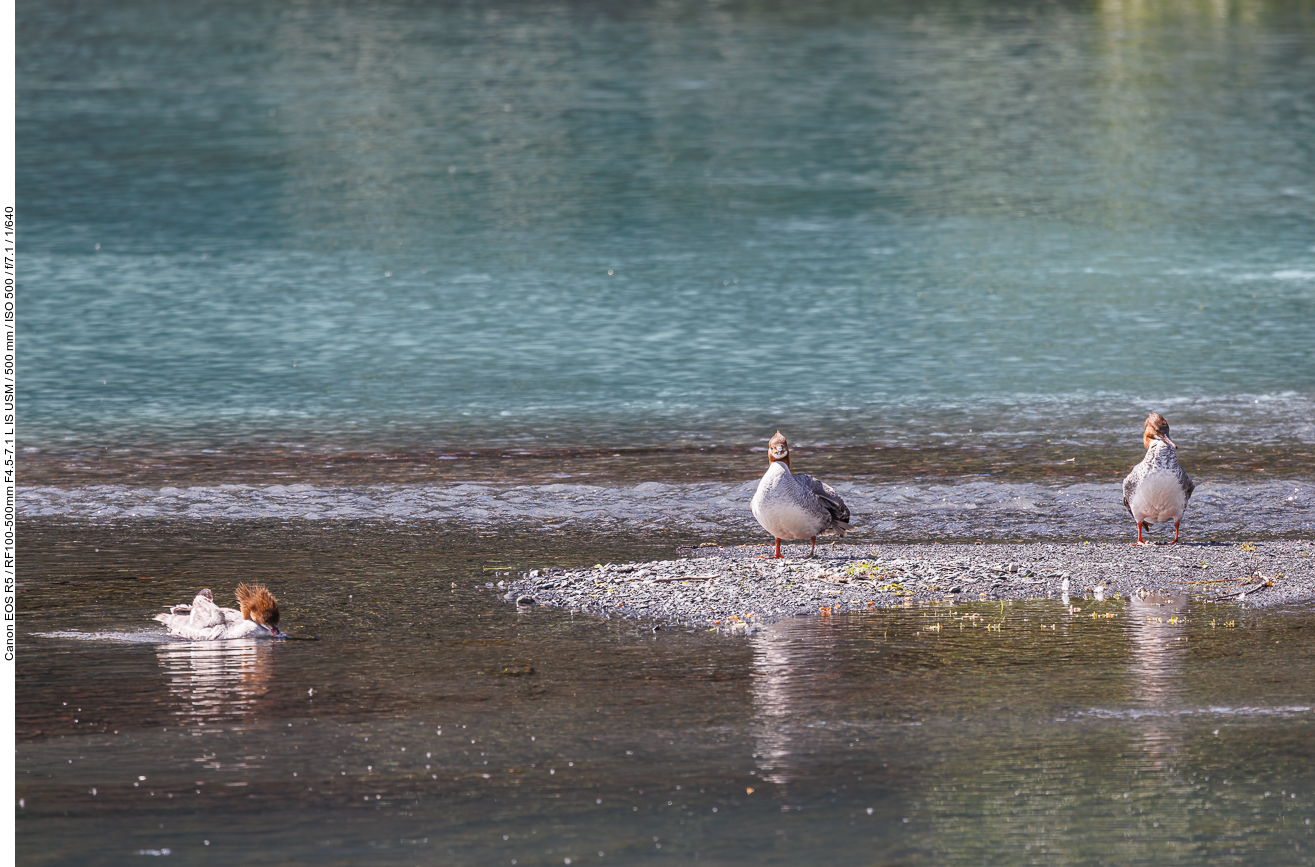 Gänsesäger (Goosander) [Mergus merganser]