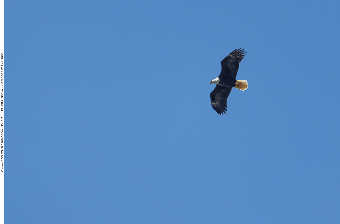 Vom Campingplatz aus können wir einige Weißkopfseeadler beobachten