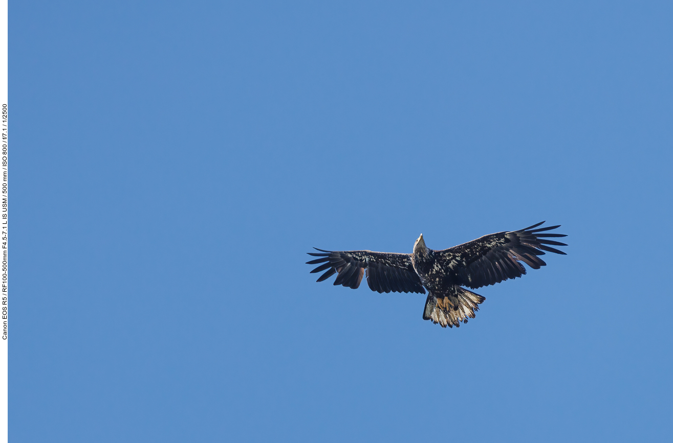 Juveniler Weißkopfseeadler (Bald Eagle) [Haliaeetus leucocephalus]