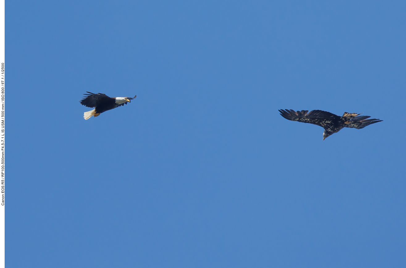 Adulter und juveniler Weißkopfseeadler
