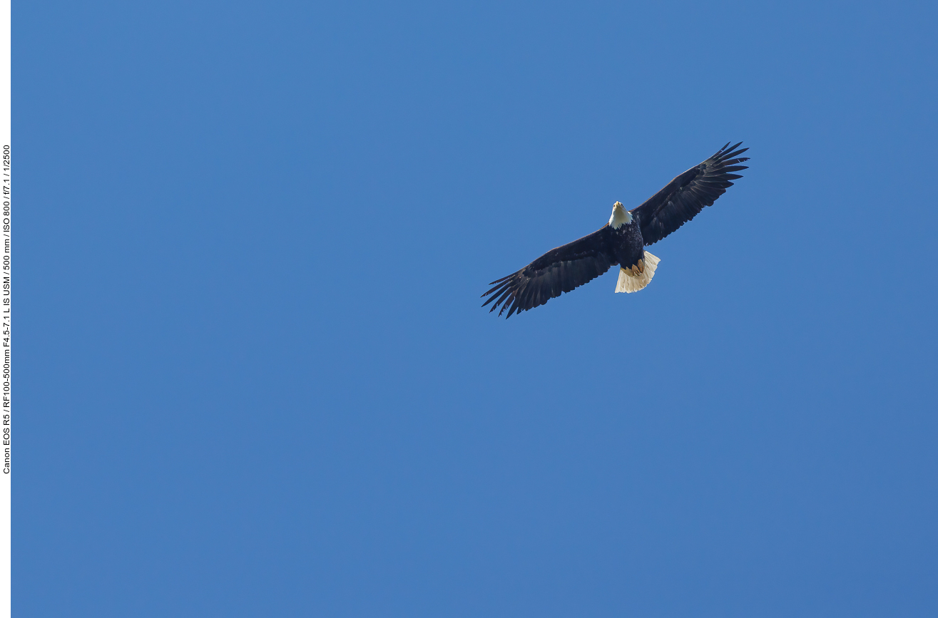 Adulter Weißkopfseeadler