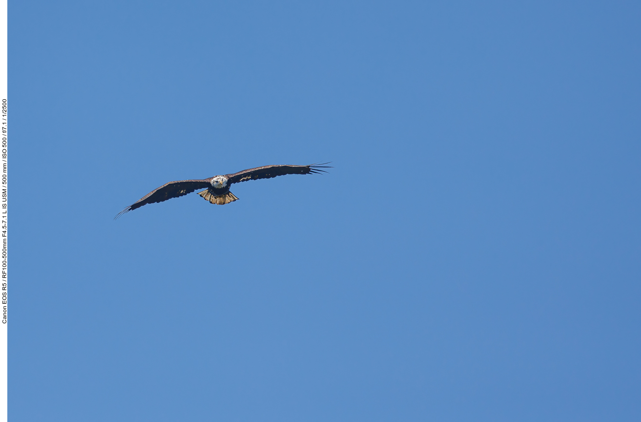 Adulter Weißkopfseeadler