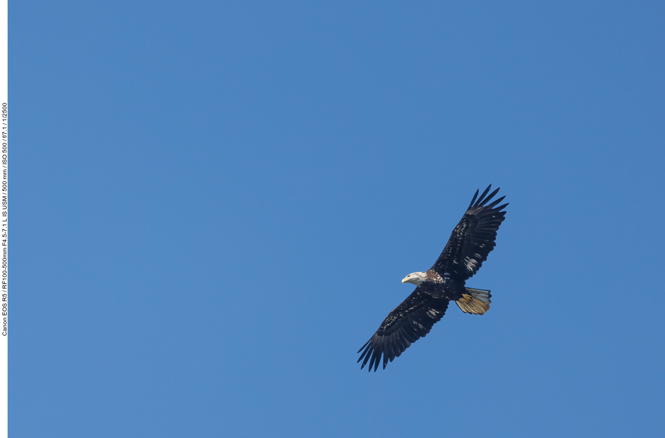 Fast adulter Weißkopfseeadler