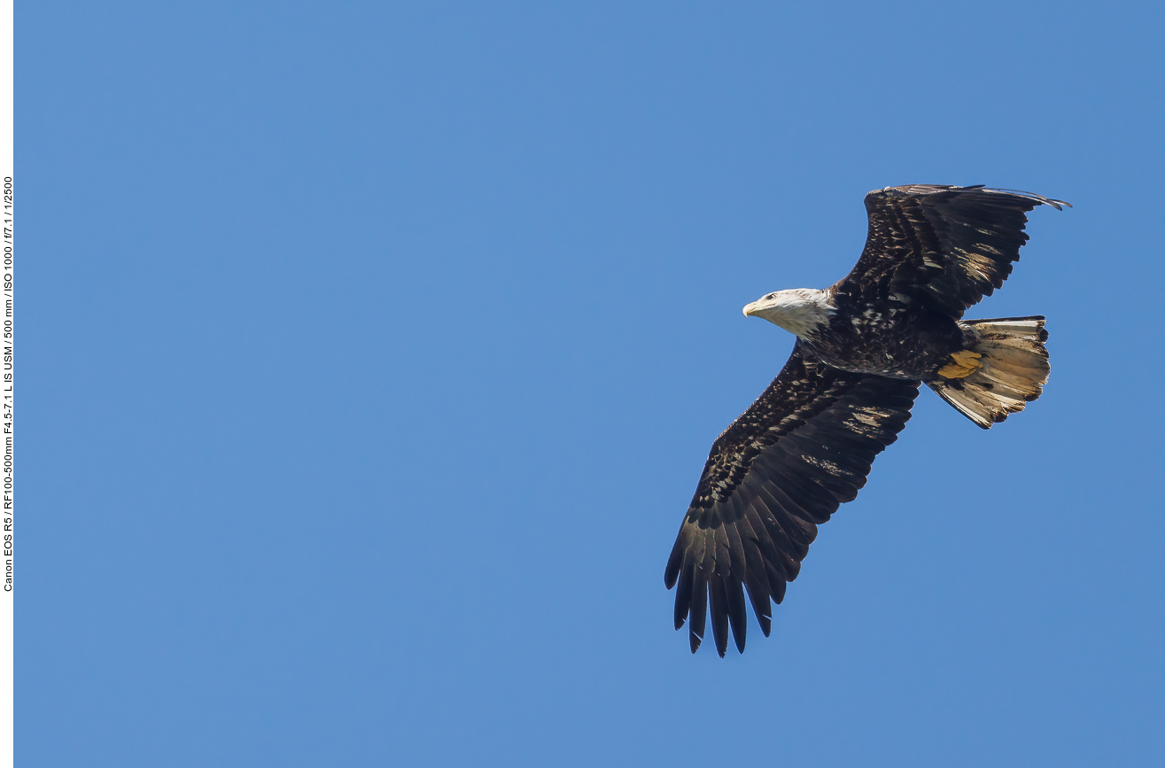 Fast adulter Weißkopfseeadler