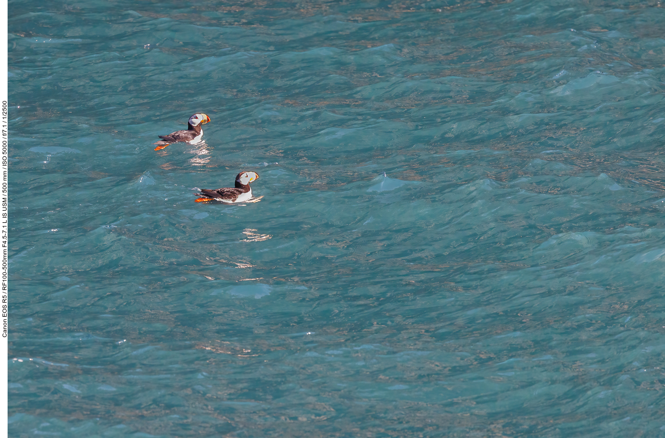 Papageientaucher: Hornlund (Horned Puffin) [Fratercula corniculata]