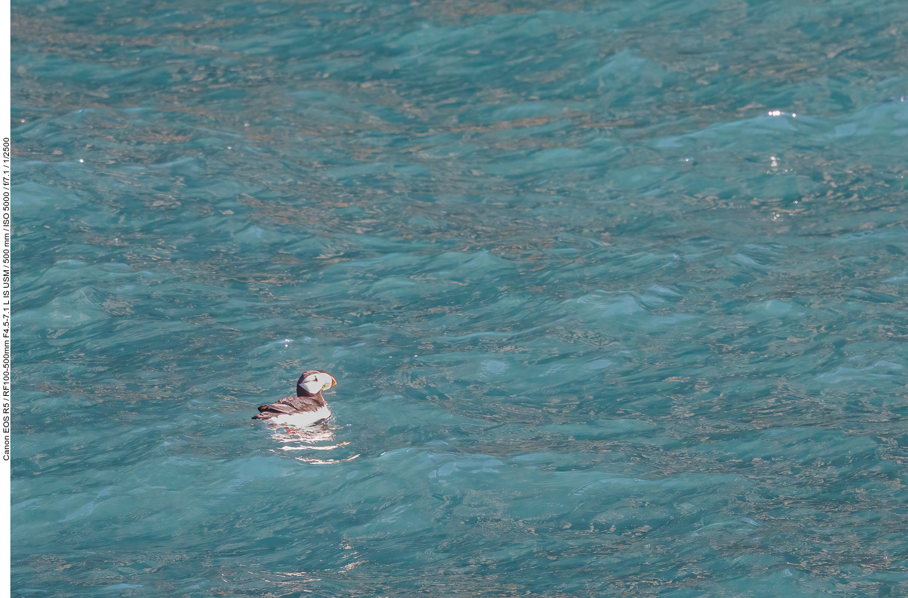 Papageientaucher: Hornlund (Horned Puffin) [Fratercula corniculata]