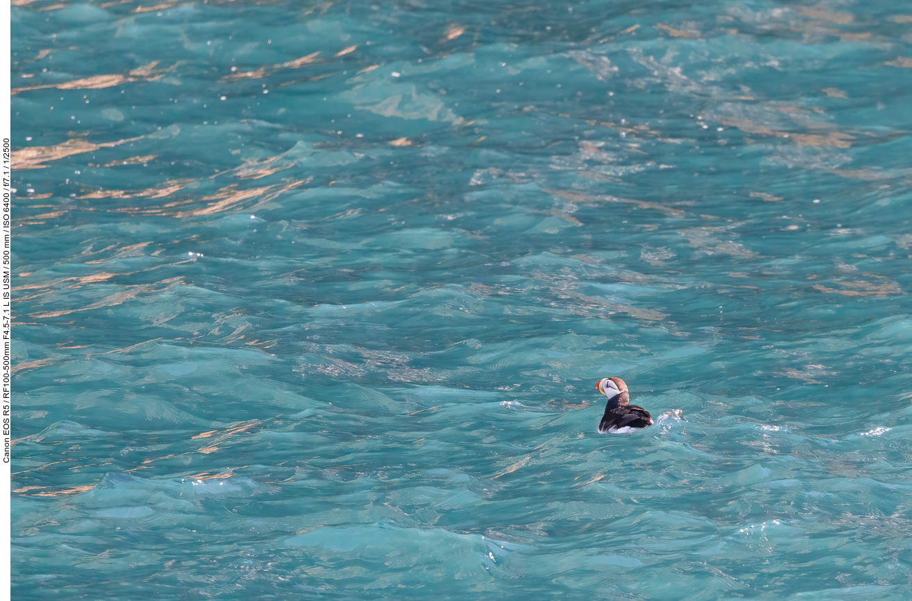 Papageientaucher: Hornlund (Horned Puffin) [Fratercula corniculata]