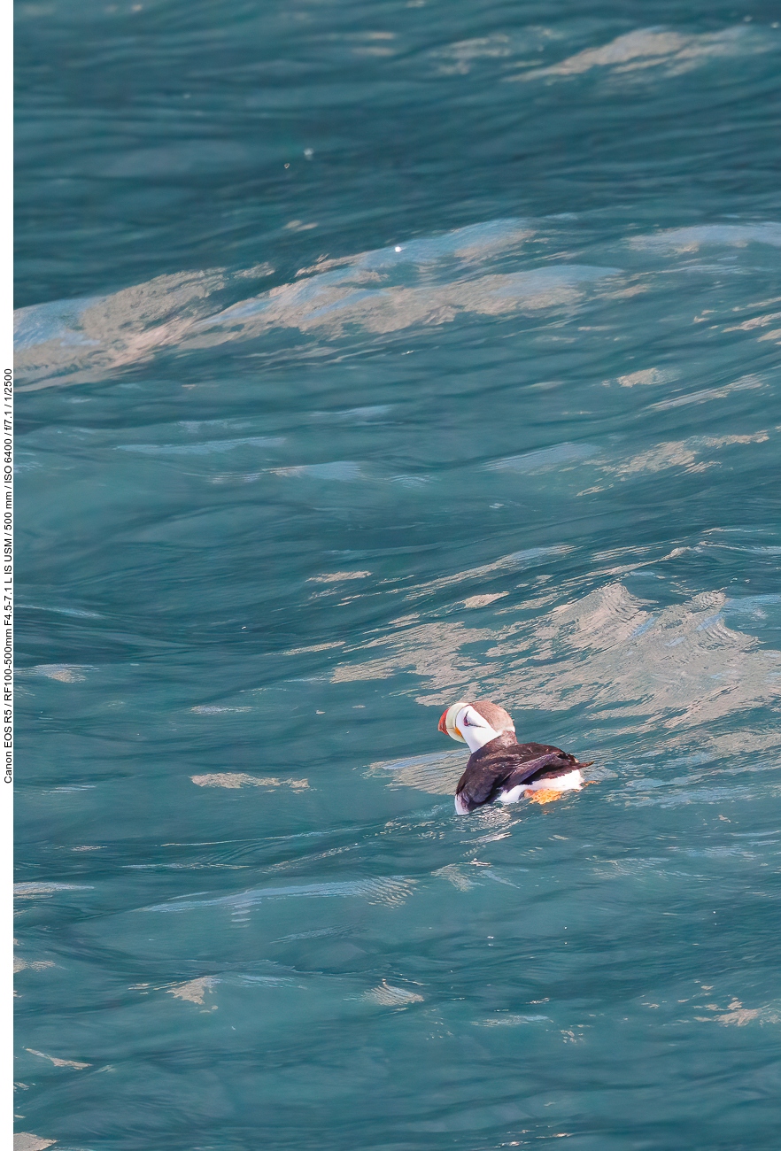 Papageientaucher: Hornlund (Horned Puffin) [Fratercula corniculata]