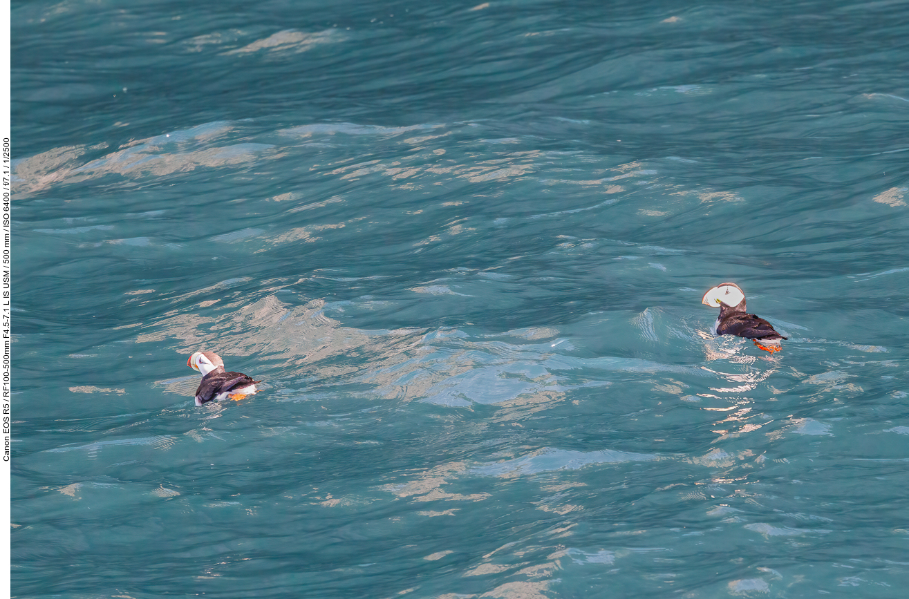 Papageientaucher: Hornlund (Horned Puffin) [Fratercula corniculata]