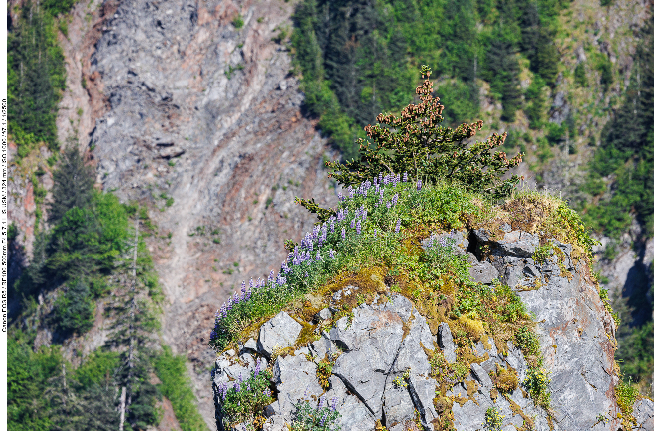 Alaska-Lupine [Lupinus nootkatensis]