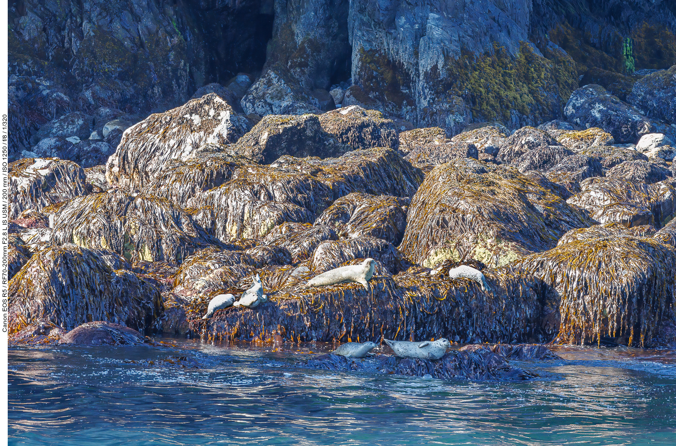 Seehunde (Harbour Seals) [Phoca vitulina]