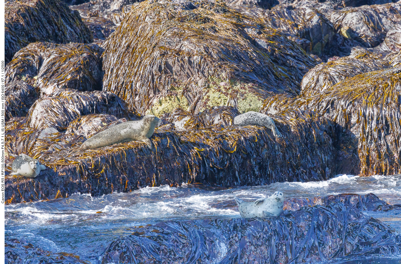 Seehunde (Harbour Seals) [Phoca vitulina]