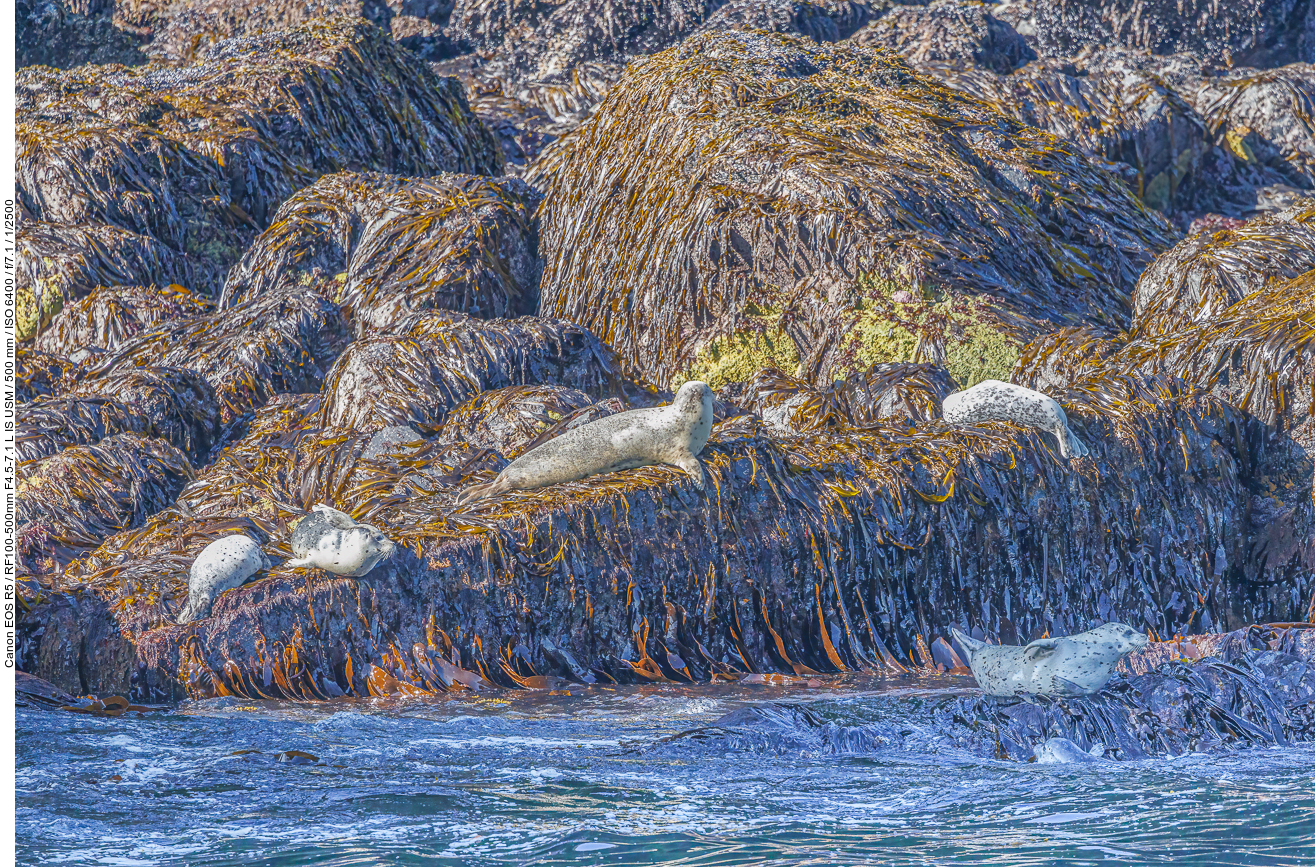 Seehunde (Harbour Seals) [Phoca vitulina]