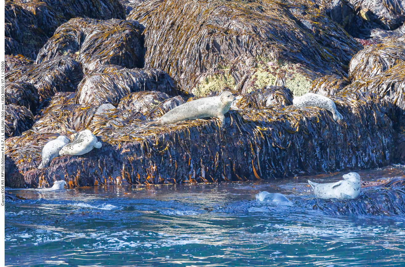 Seehunde (Harbour Seals) [Phoca vitulina]