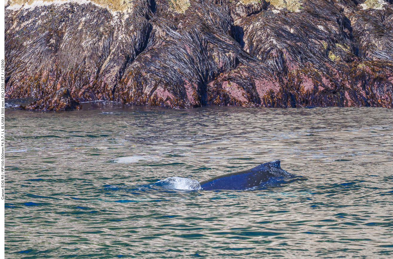 Buckelwal (Humpback whale) [Megaptera novaeangliae]