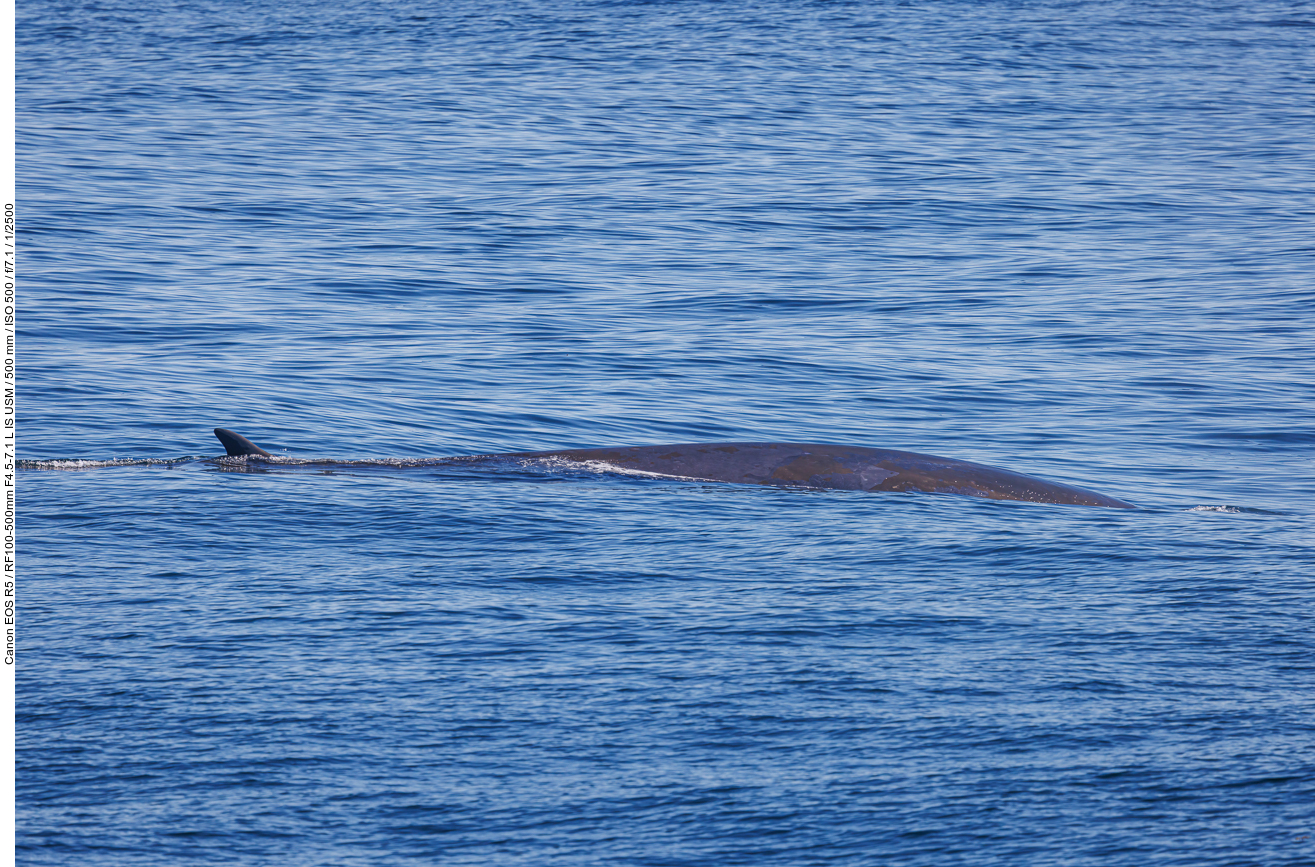 Finnwal (Fin whale) [Balaenoptera physalus]