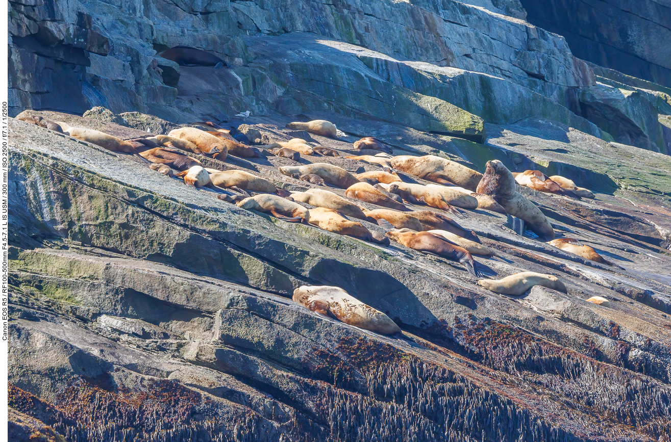 Stellersche Seelöwen (Steller sea lion) [Eumetopias jubatus]