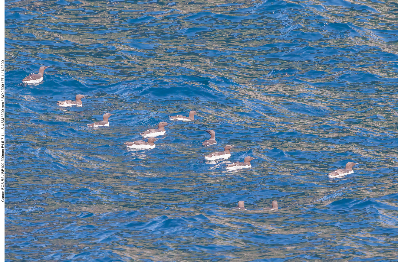 Trottellumme (common murre) [Uria aalge] (Morphe: Ringellumme)