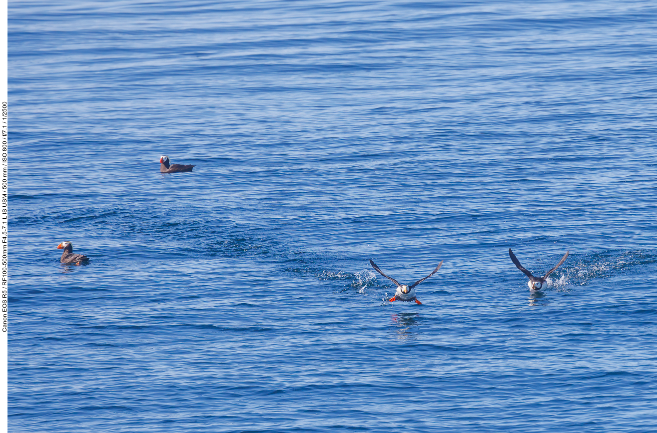 Papageientaucher: Links: Gelbschopflund (Tufted puffin) [Fratercula cirrhata] und rechts: Hornlund (Horned Puffin) [Fratercula corniculata]