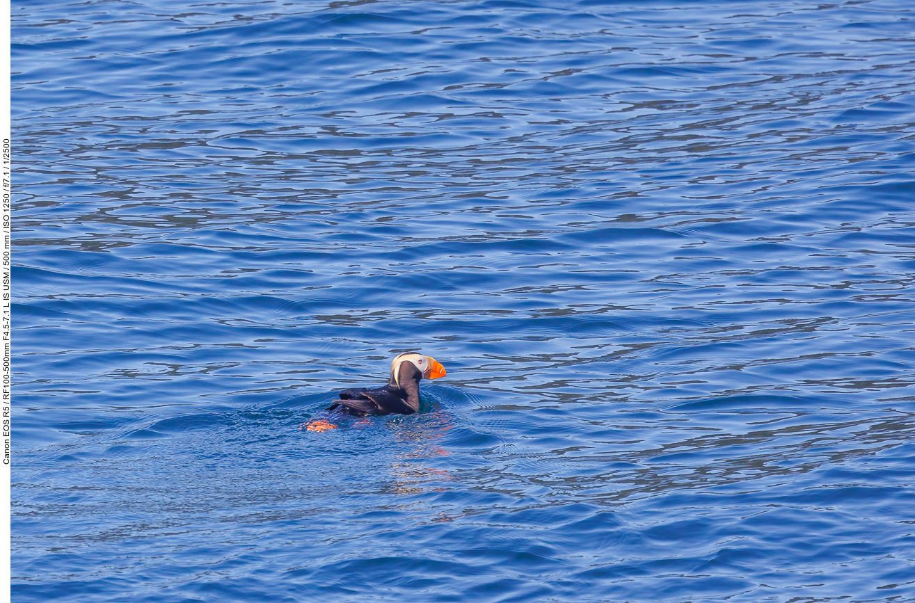 Gelbschopflund (Tufted puffin) [Fratercula cirrhata]