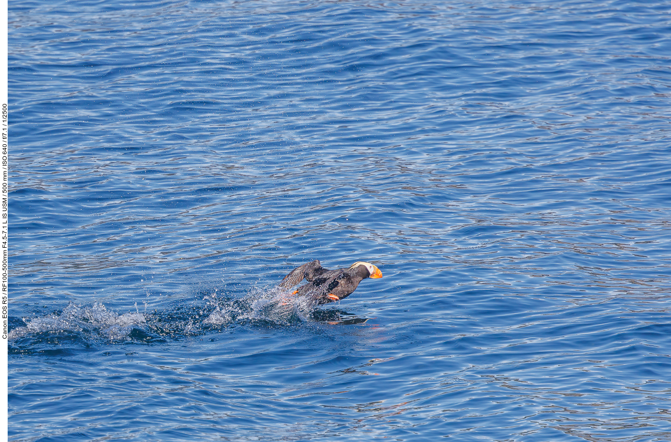 Gelbschopflund (Tufted puffin) [Fratercula cirrhata]