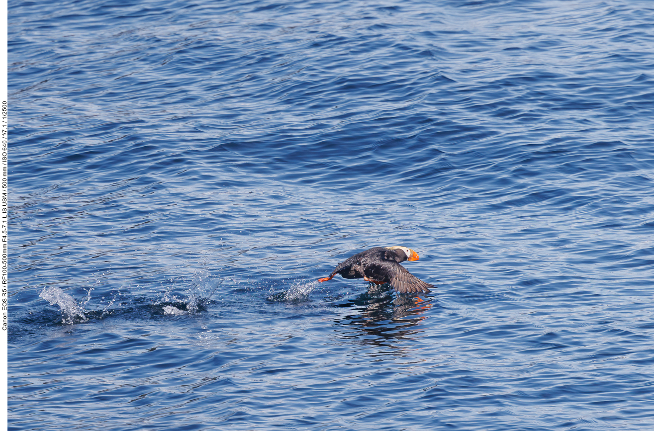 Gelbschopflund (Tufted puffin) [Fratercula cirrhata]