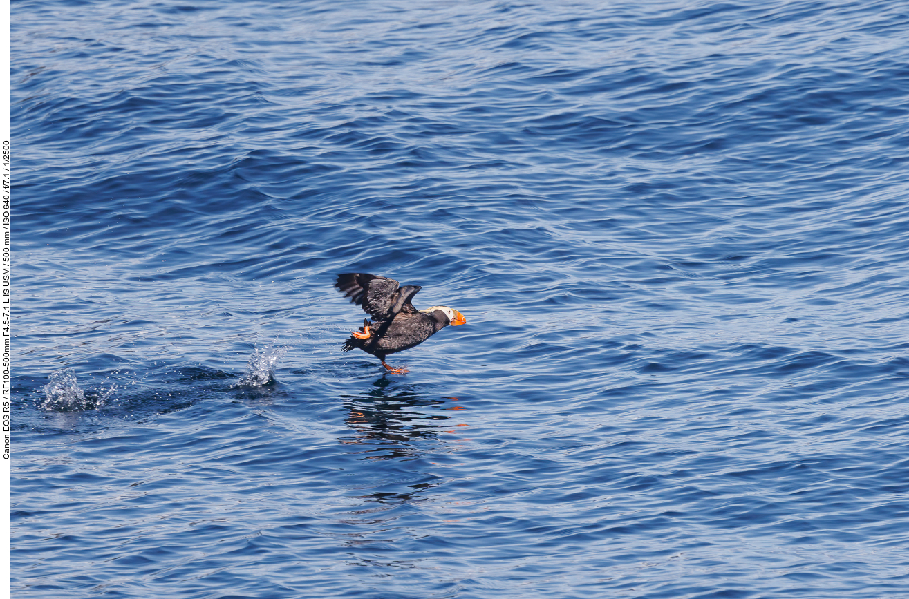 Gelbschopflund (Tufted puffin) [Fratercula cirrhata]