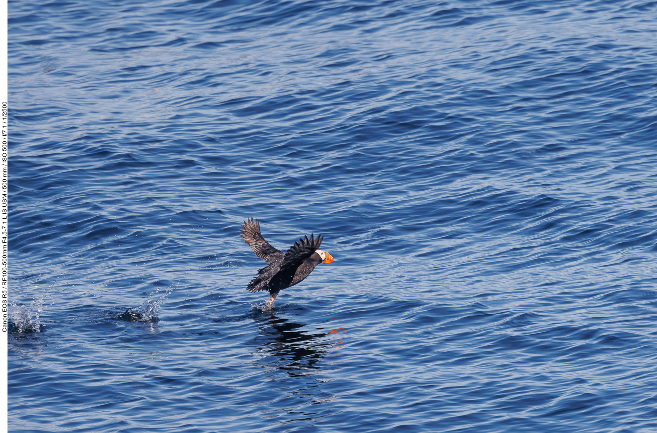 Gelbschopflund (Tufted puffin) [Fratercula cirrhata]