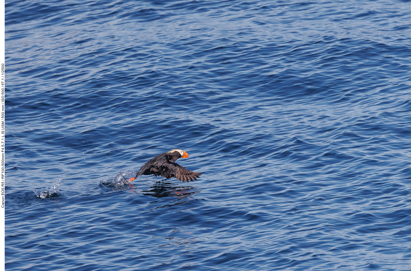 Gelbschopflund (Tufted puffin) [Fratercula cirrhata]