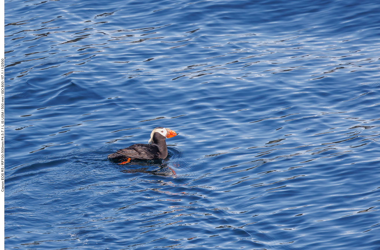 Gelbschopflund (Tufted puffin) [Fratercula cirrhata]