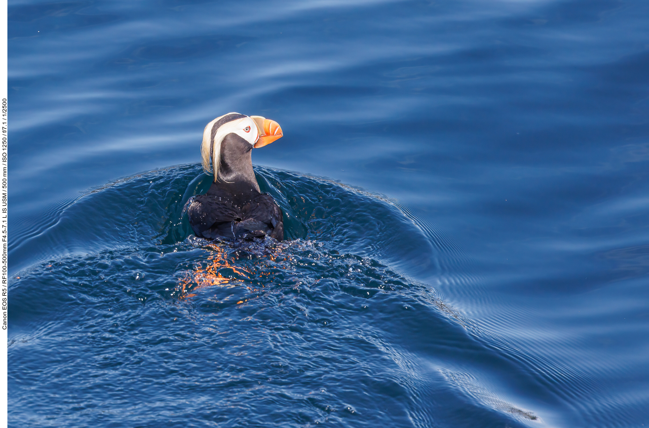 Gelbschopflund (Tufted puffin) [Fratercula cirrhata]