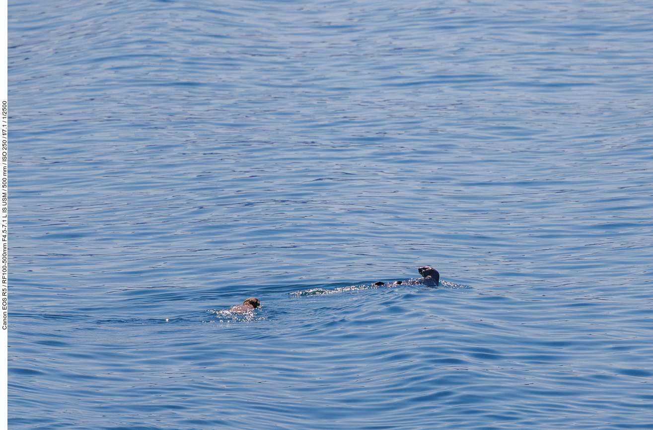 Zwischendurch machen Seeotter (Sea otter) [Enhydra lutris] ihre Aufwartung