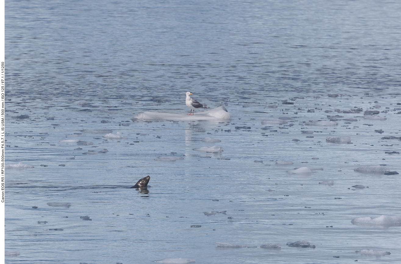 Möwe und Seehund