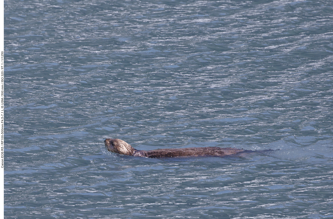 Seeotter