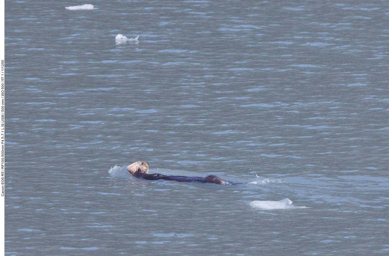 Seeotter