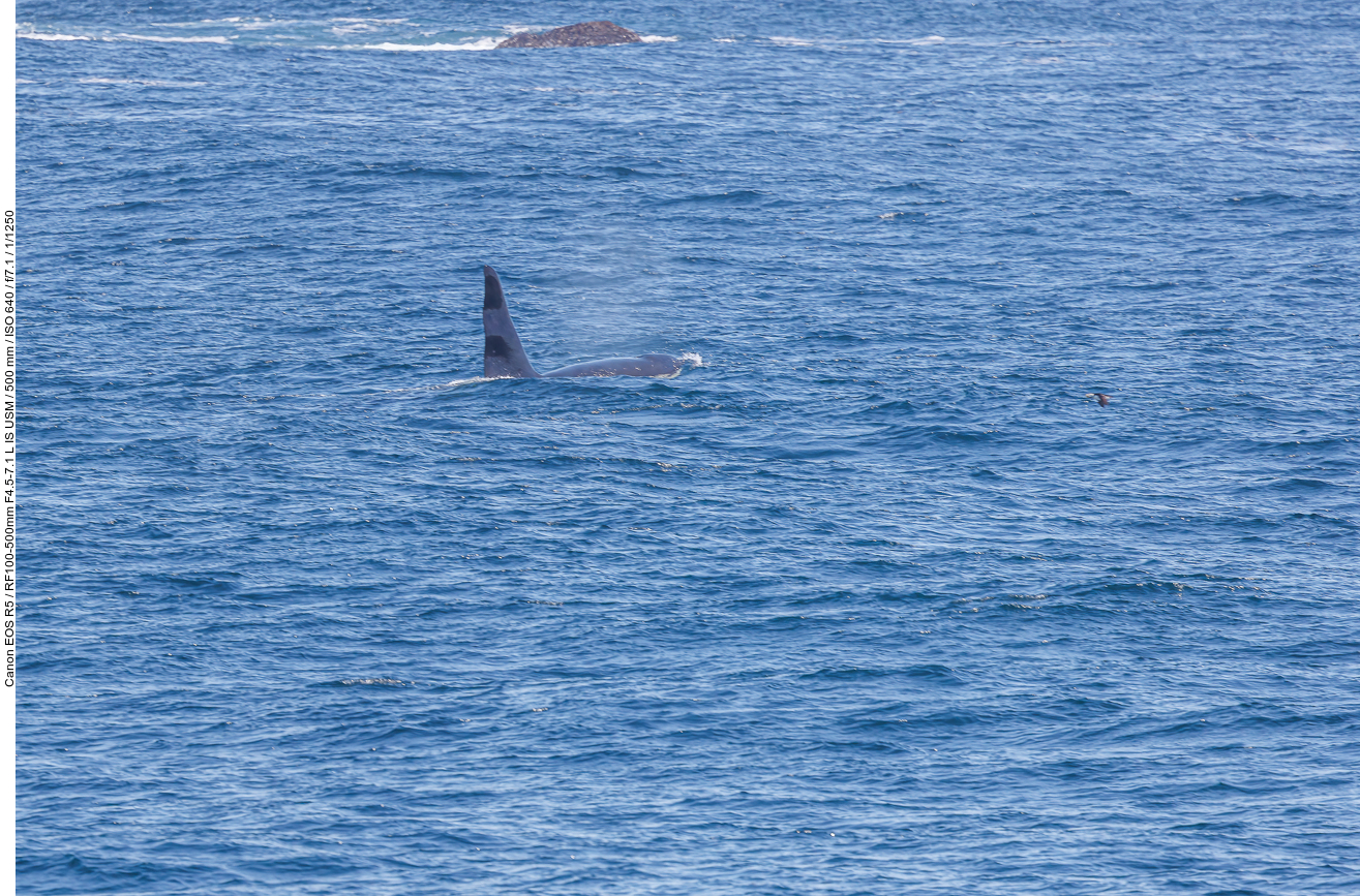 Ein Schwertwal (Orca) [Orcinus orca] taucht zwischen den Felsen auf