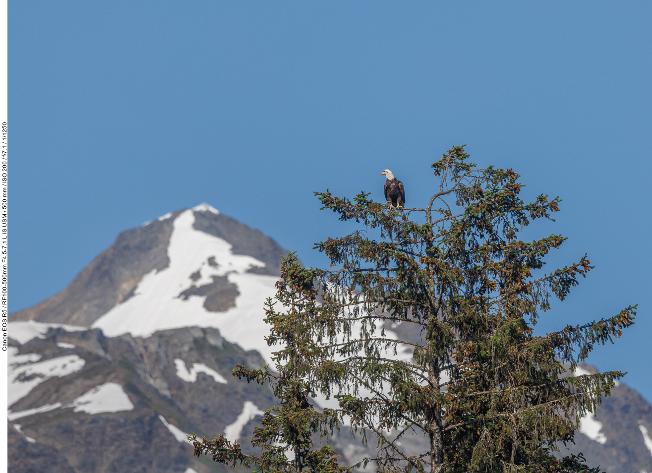 Zurück am Campingplatz sehen wir noch einen Weißkopfseeadler